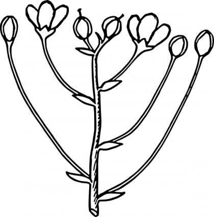 Tree bud clipart.