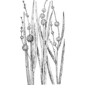 Bur Reeds Clipart.