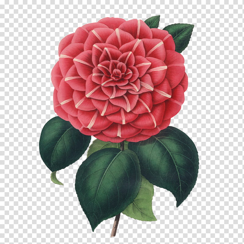 Flower, red camellia flower transparent background PNG.