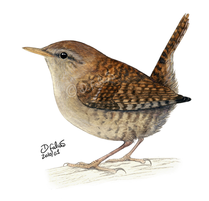 Wren PNG Transparent Images.