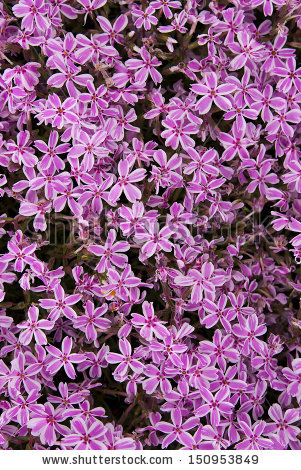 Carpet Phlox Stock Photos, Royalty.