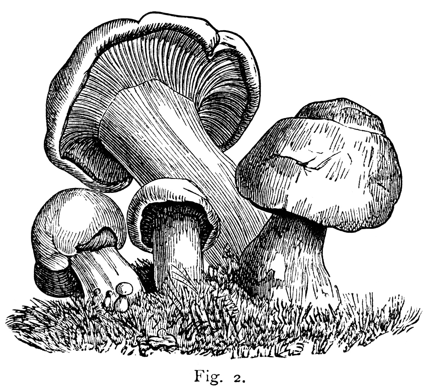 black and white clipart, mushroom graphics, vintage botanical.