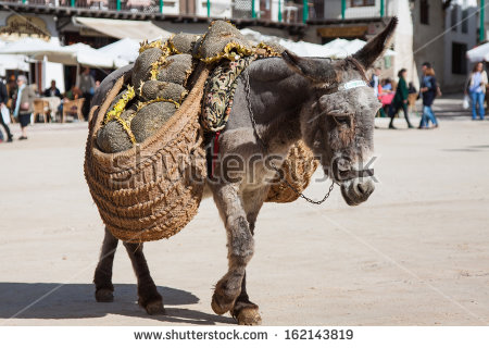 Donkey Profile Stock Photos, Royalty.