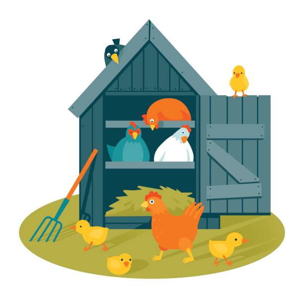 Best Chicken Coop Illustrations, Royalty.