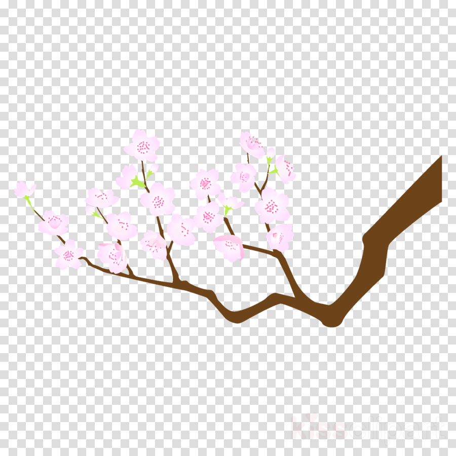 Cherry blossom clipart.