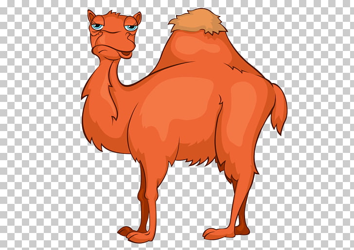 Bactrian camel Cartoon , Camel cartoon PNG clipart.