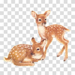 Cute animals s, two brown fawns transparent background PNG.