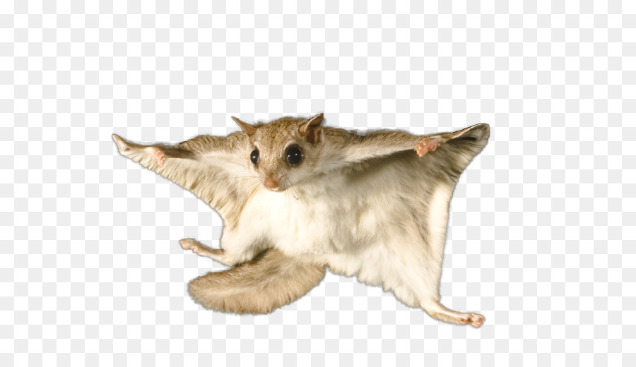 Flying squirrel Bat Rodent Raccoon.