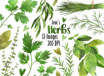 Watercolor Herbs Clipart.