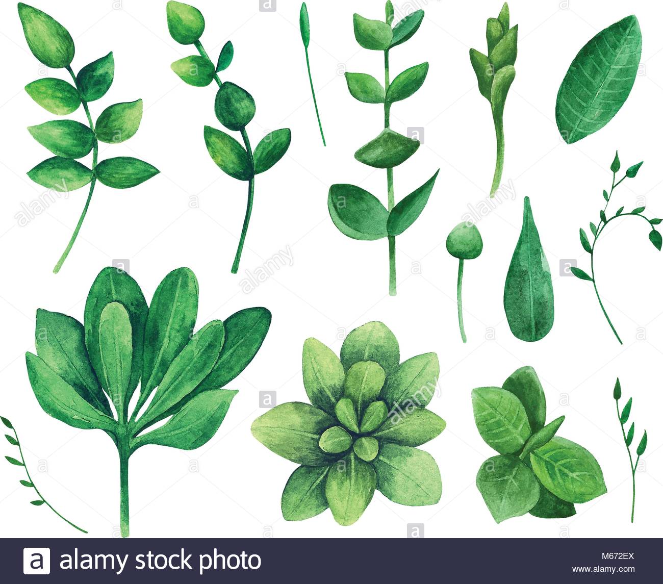 Watercolor green leaf. Nature vector clip art. Summer greenery Stock.