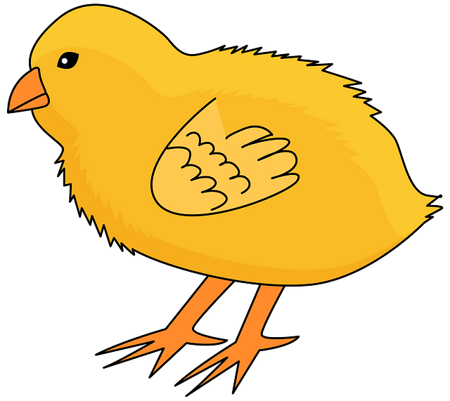 Chick clipart. Free download..