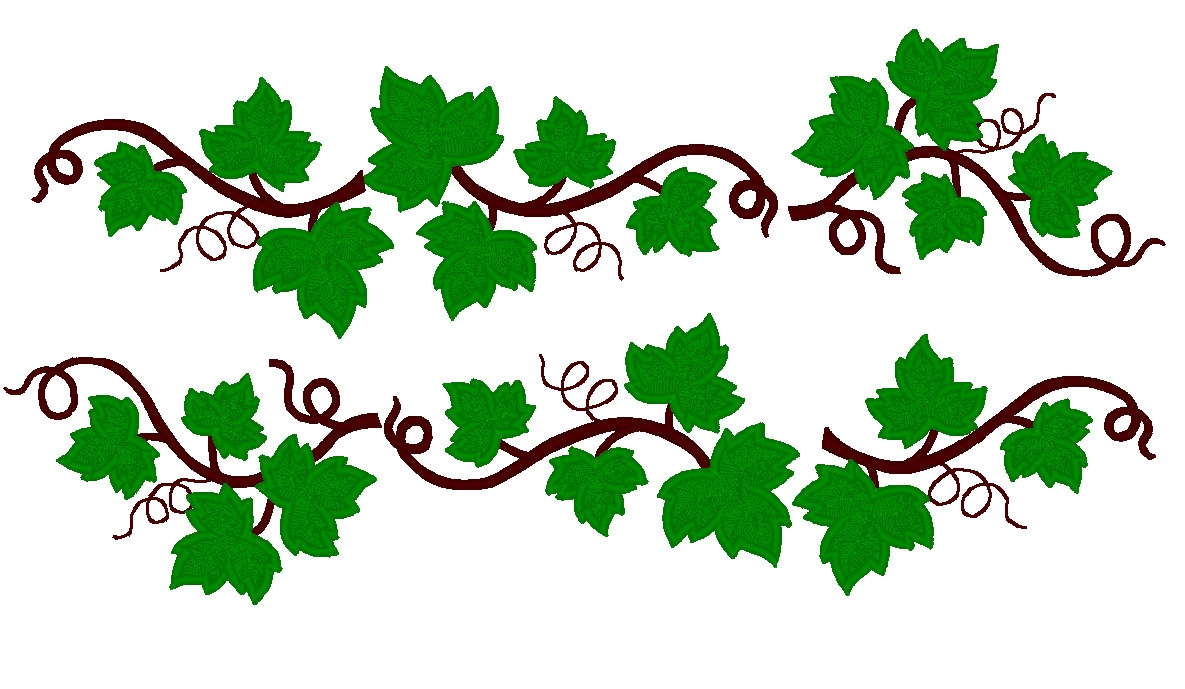 Ivy clipart vine, Ivy vine Transparent FREE for download on.