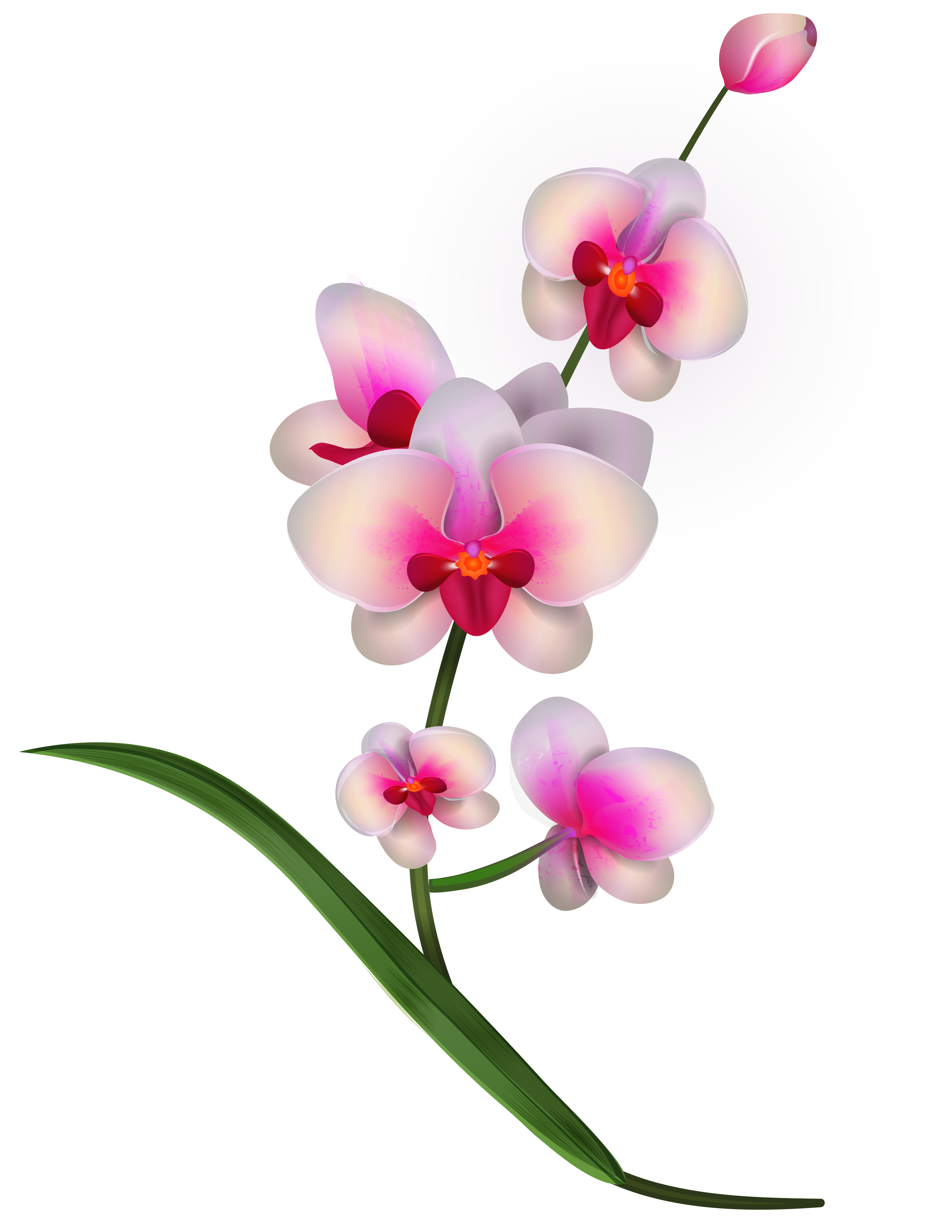 Orchid Clipart PNG Image.