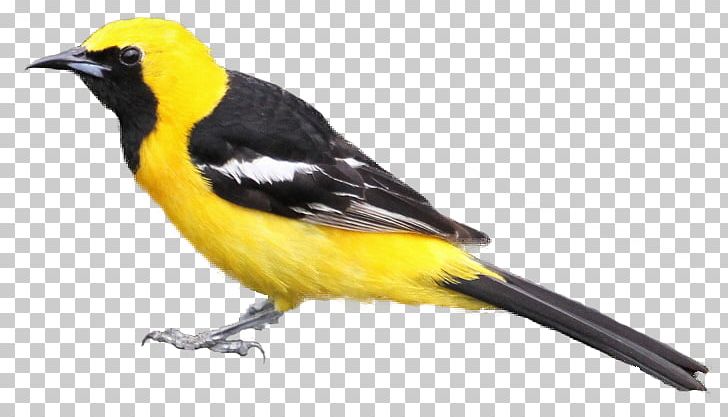 Bird Hooded Oriole Baltimore Oriole Tanager PNG, Clipart.