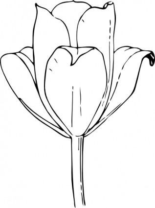 Tulip Flower clip art.