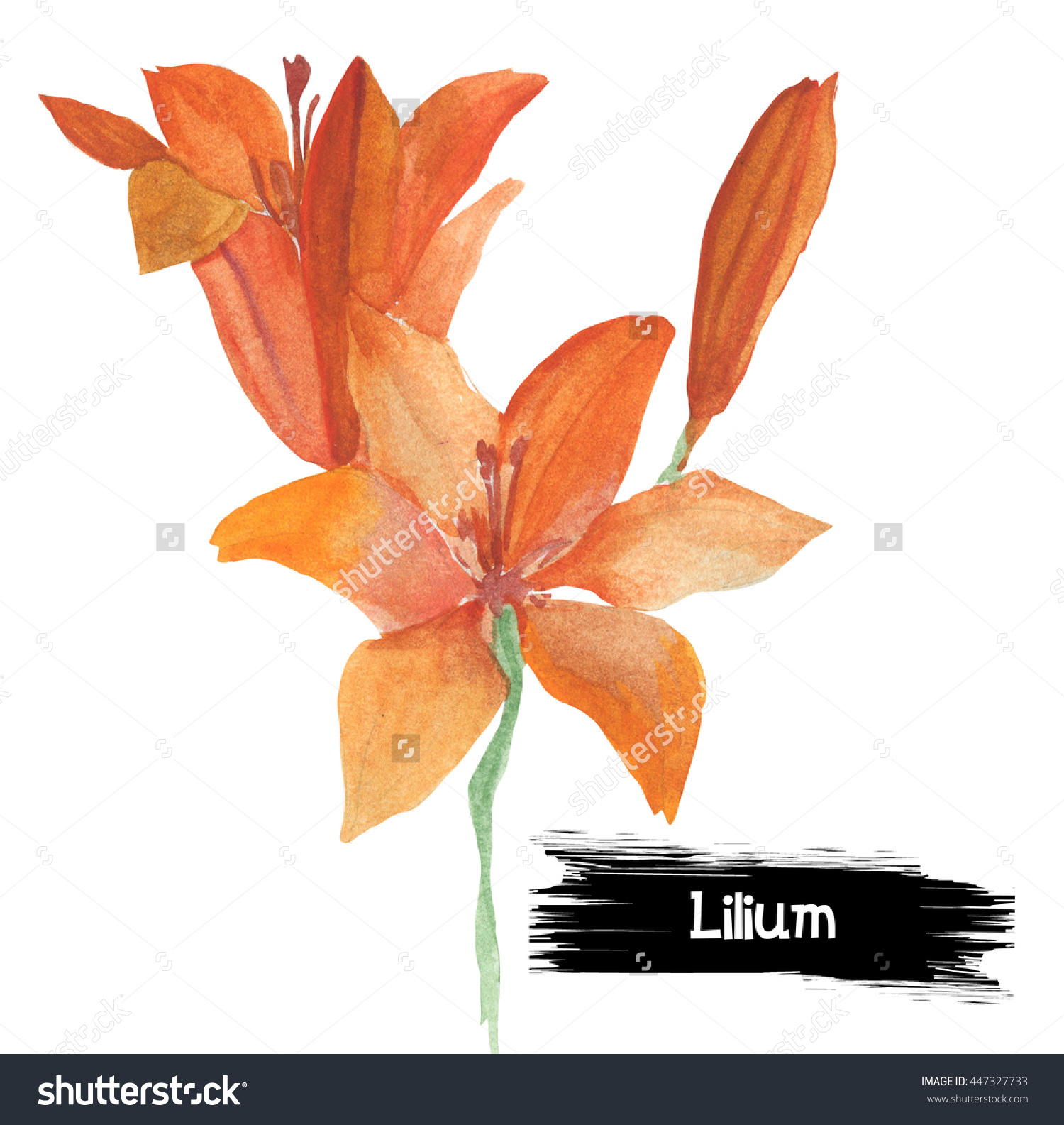 Watercolor Lilium. Water, Fire, Lily Of The Nile, Calla, Trout.