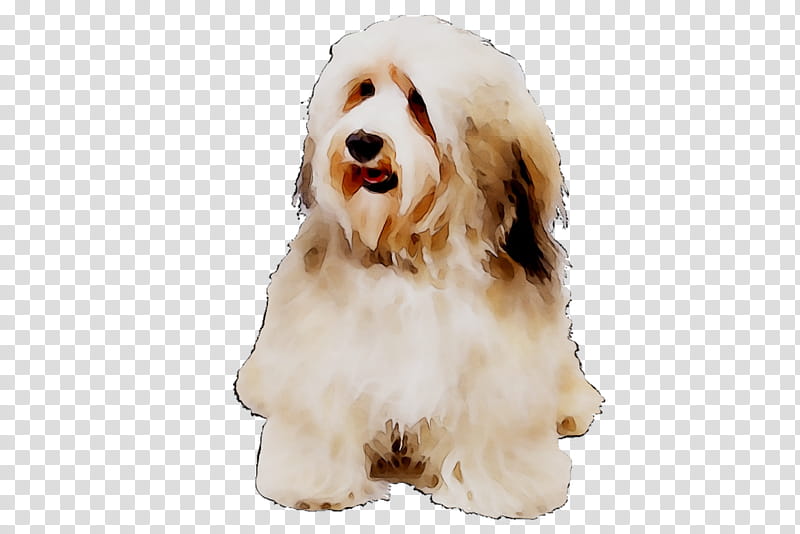 Cartoon Dog, Cockapoo, Havanese Dog, Tibetan Terrier.