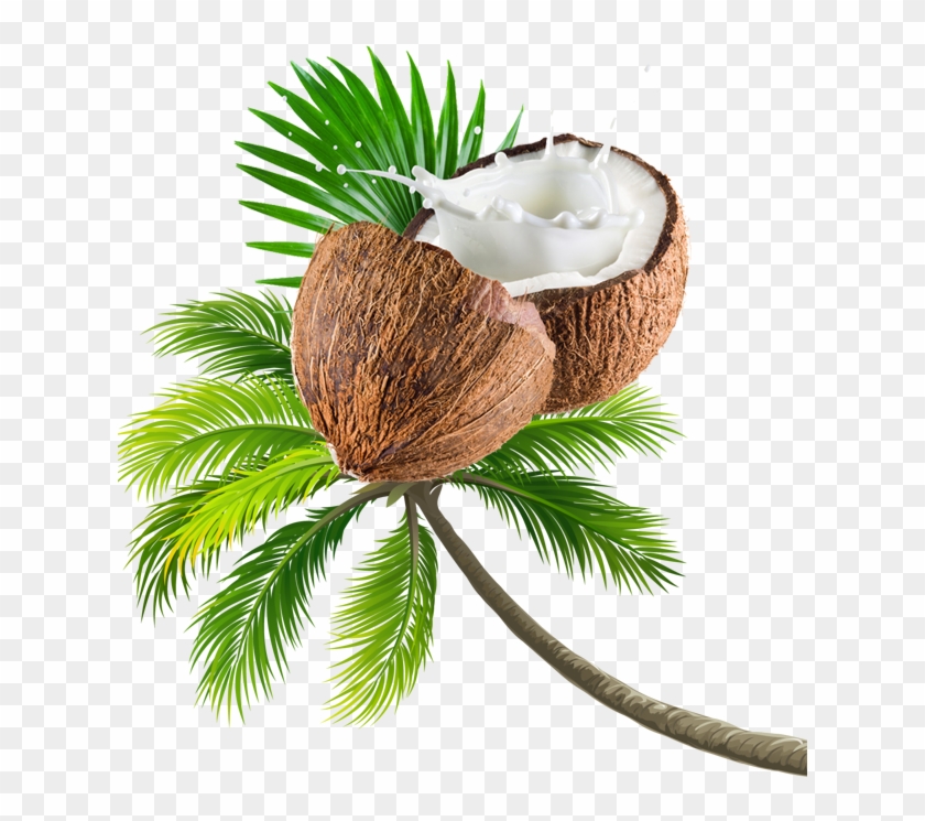 Coconut Tree Transparent Image.