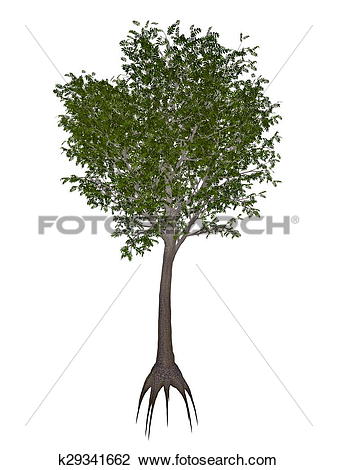 Clip Art of European or common ash, fraxinus excelsior tree.