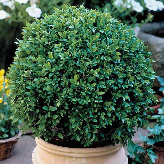 1000+ ideas about Green Velvet Boxwood on Pinterest.