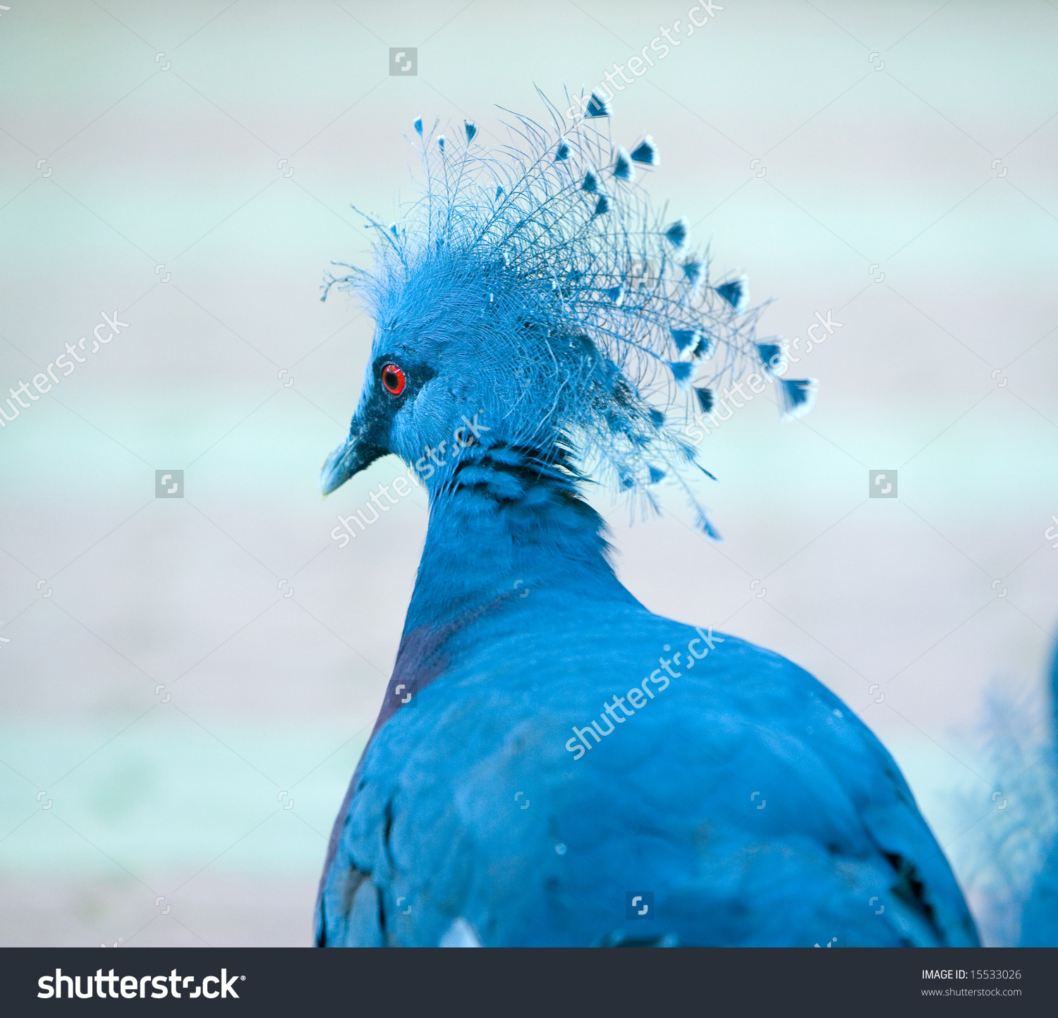 The Western Crowned Pigeon, ''Goura Cristata'', With Beautiful.