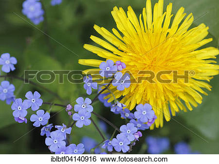 Stock Images of Common dandelion (Taraxacum officinale) and wood.