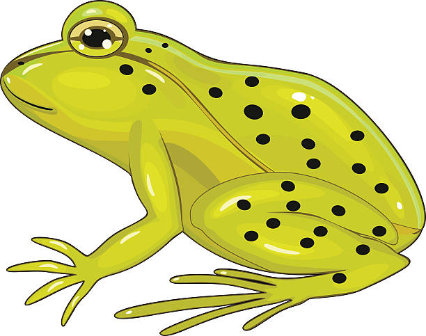 Common Frog Clip Art, Vector Images & Illustrations.