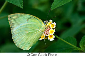 Stock Photography of Butterfly, Common Jezebel, Delias eucharis.