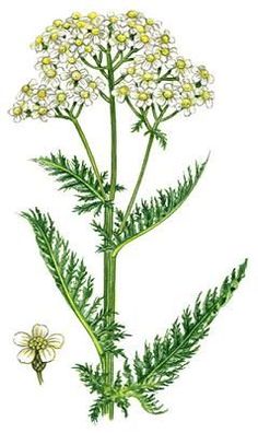 Achillea millefolium. Carl Axel Magnus Lindman's "Bilder ur.