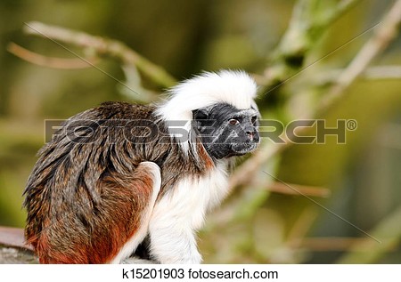 Cottontop tamarin clipart.