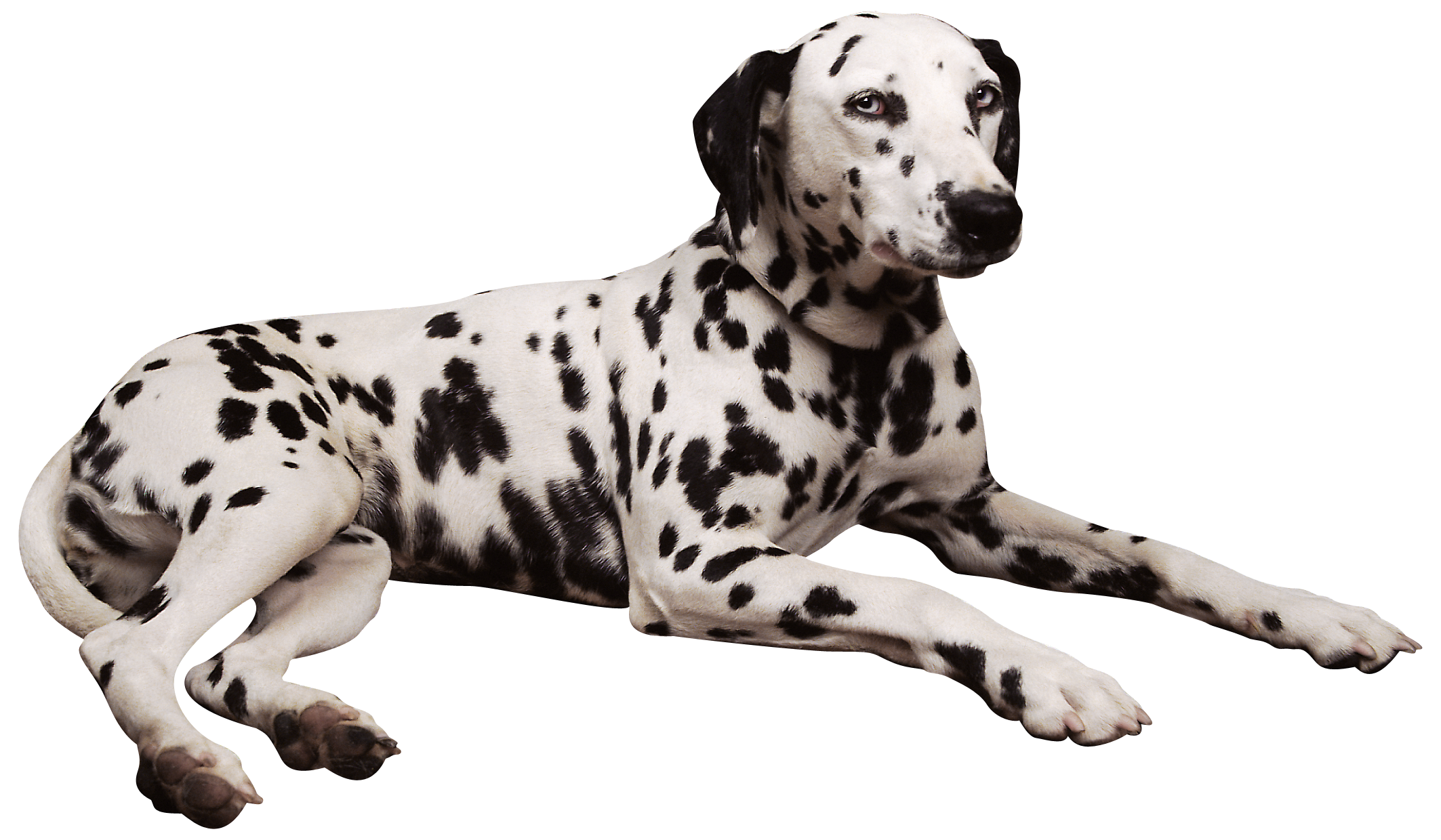 Dalmatian PNG Clipart.