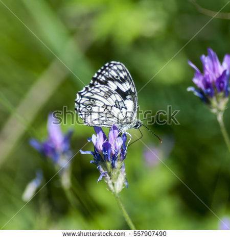 Nymphalidae Stock Photos, Royalty.