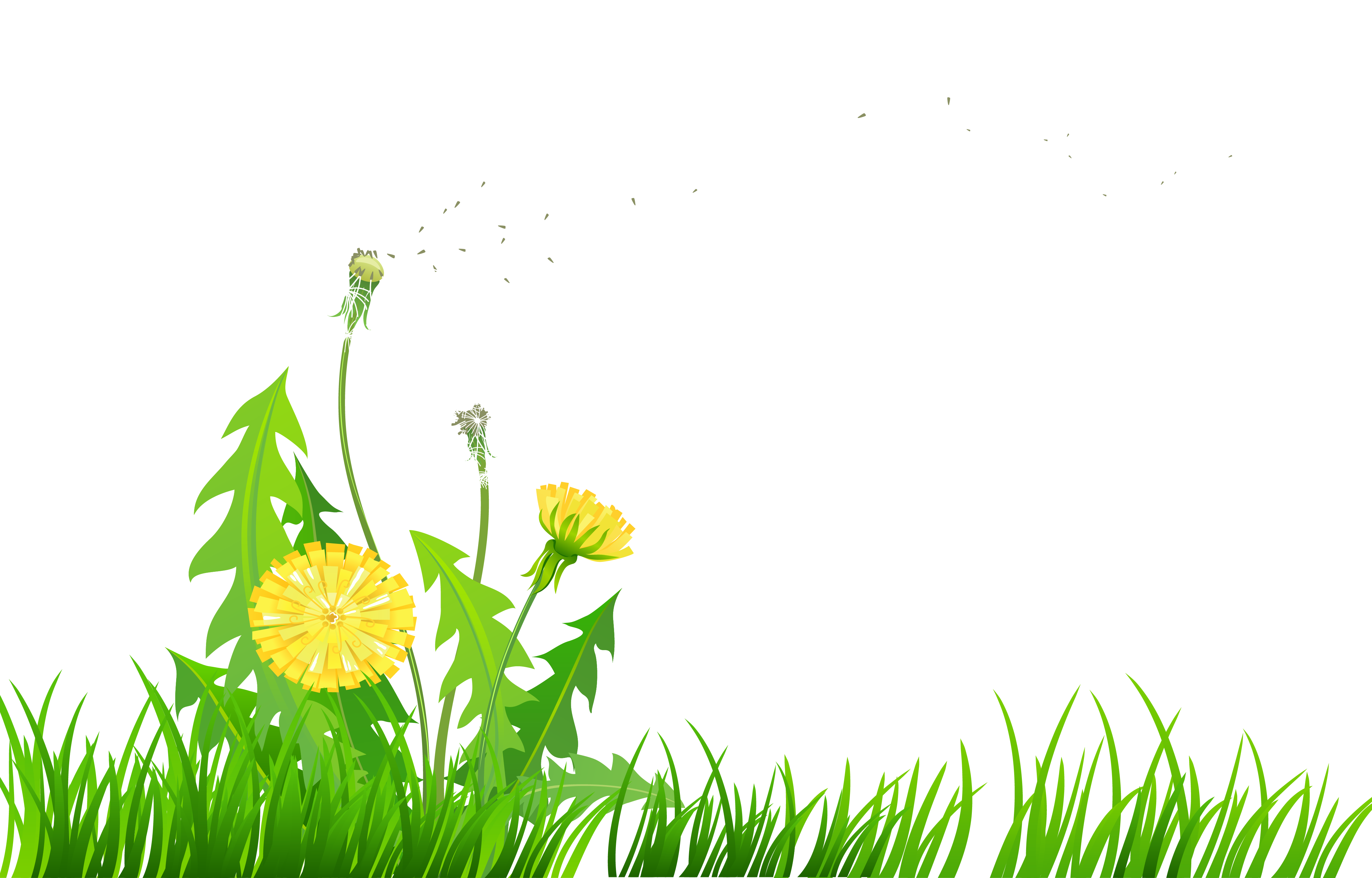 Dandelion Clipart.