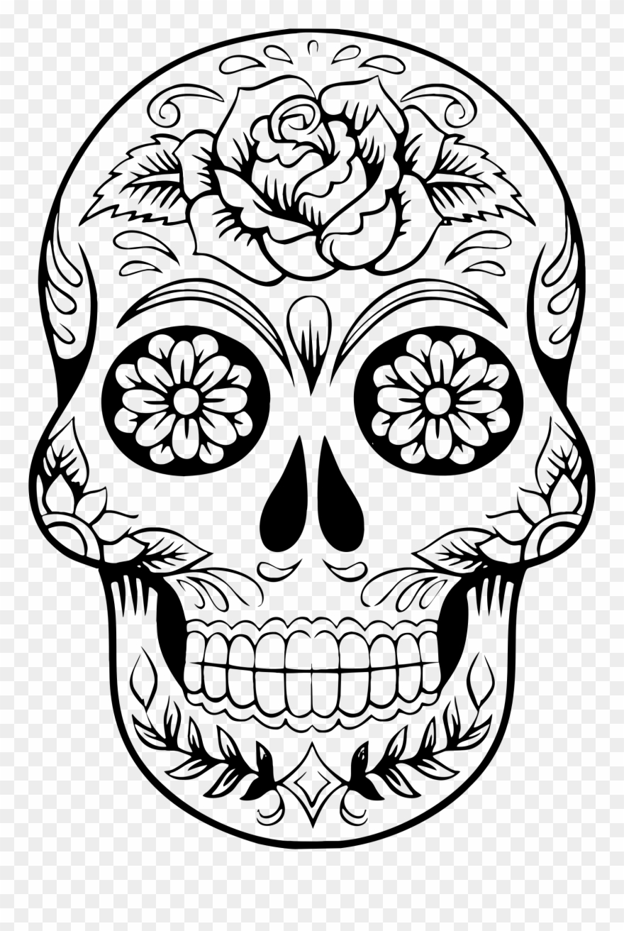 Anatomy Clipart Book Skull.