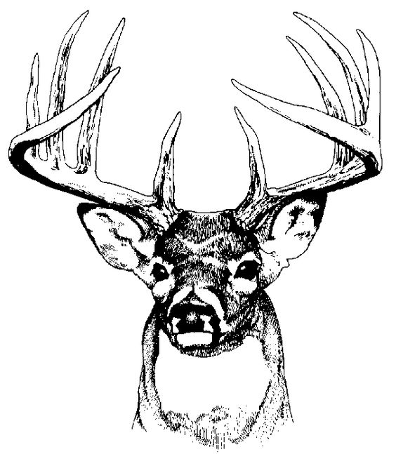 buck deer graphics and comments.