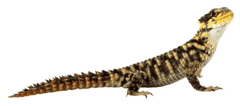 Download Free png Slide Title Desert Lizard P.