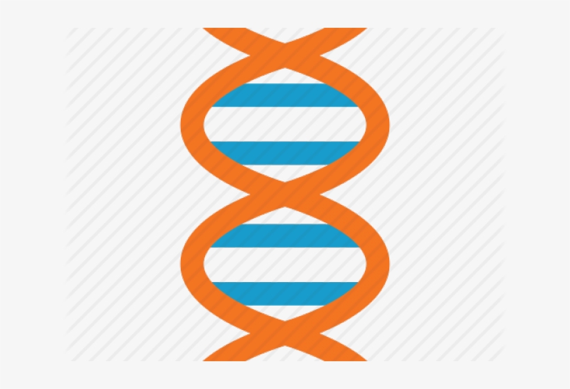 Dna Structure Clipart Dna Strand.