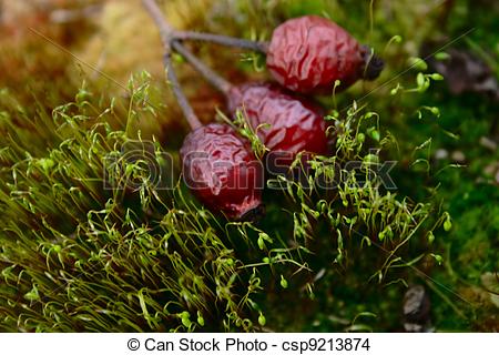 Stock Photo of fallen rose.