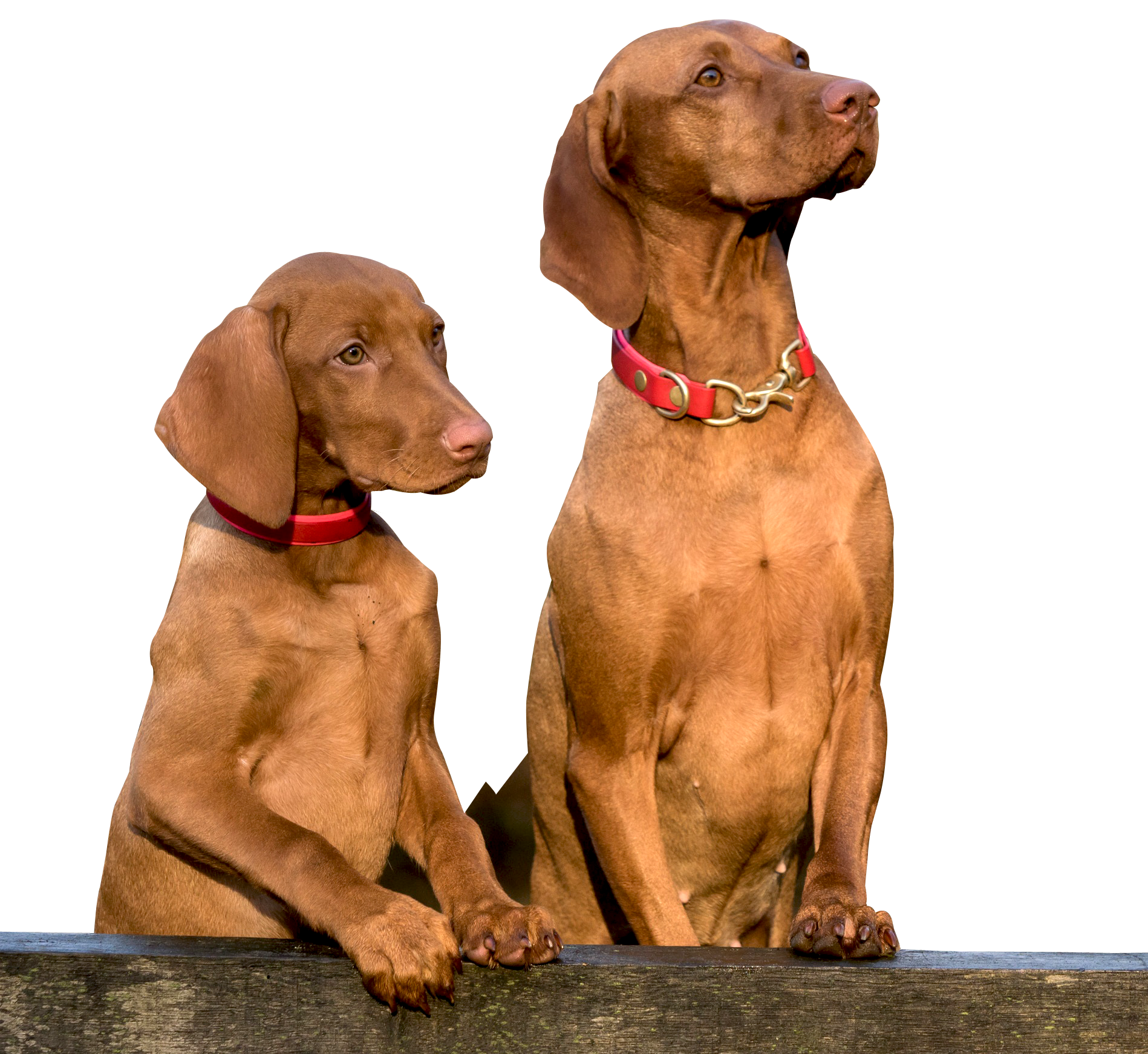 Two Dogs PNG Image.