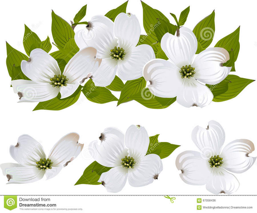 Flower, Drawing, Illustration, White, Plant png clipart free download.