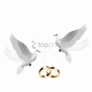 Wedding Doves PNG Images.