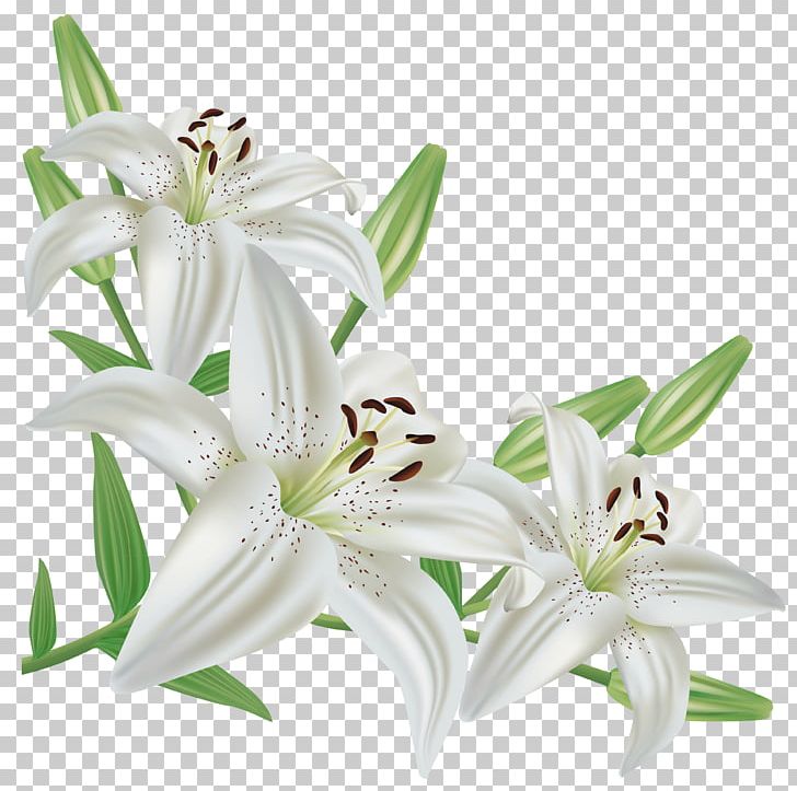 Lilium Candidum Easter Lily Lilium Regale Flower PNG, Clipart.