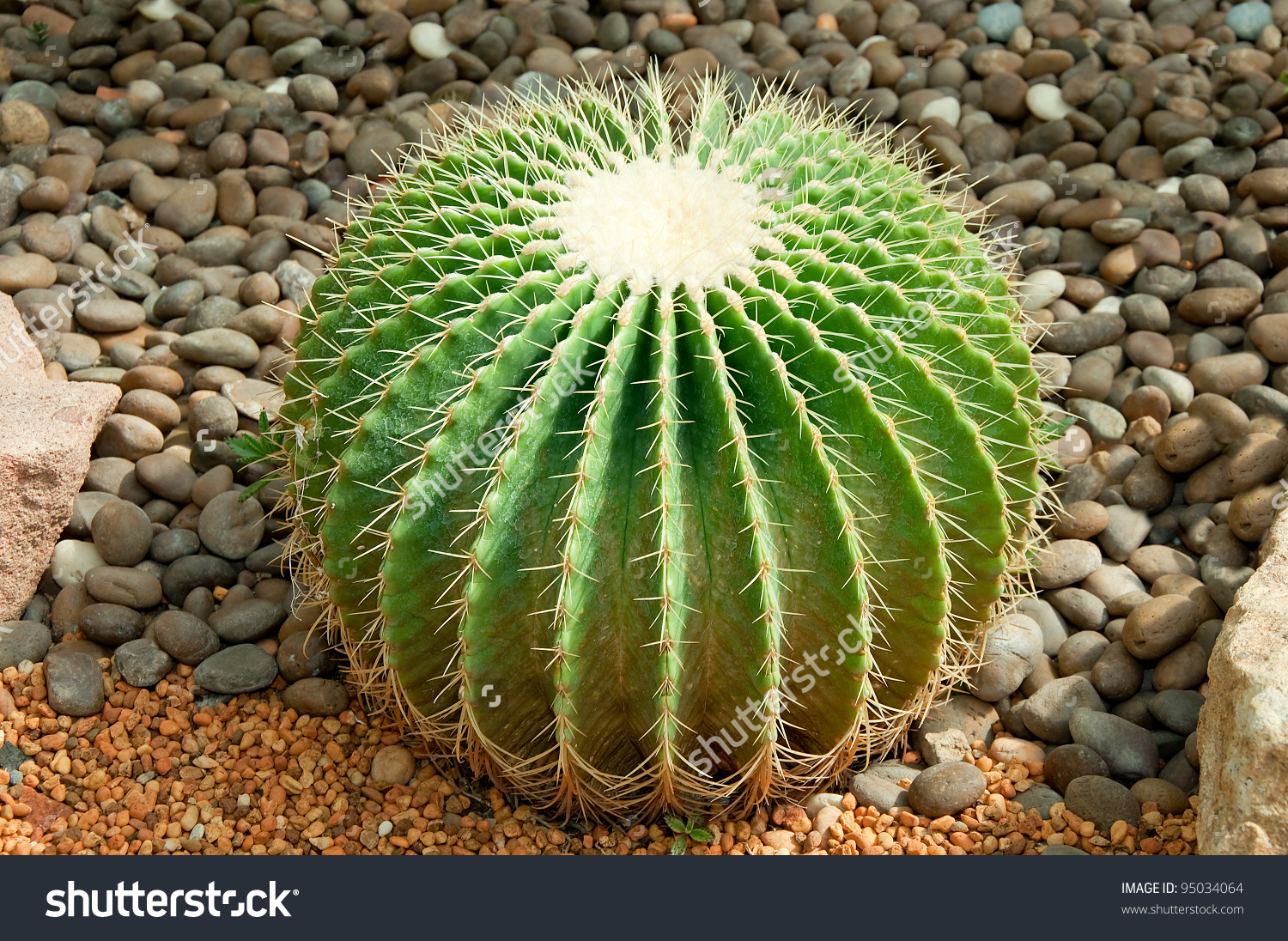 Golden Ball Cactus Echinocactus Grusonii Stock Photo 95034064.