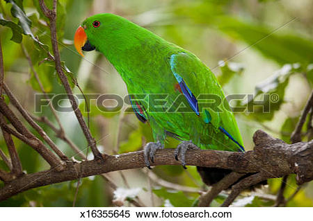 Stock Image of Male Eclectus Parrot Australia Zoo Aviary x16355645.