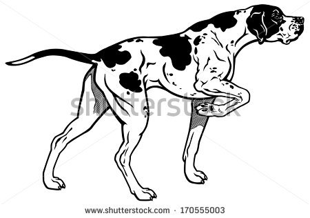 English Pointer Dog Stock Images, Royalty.