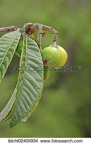 Stock Photo of "Japanese Medlar, Japanese Plum, Nespoli, Loquat.