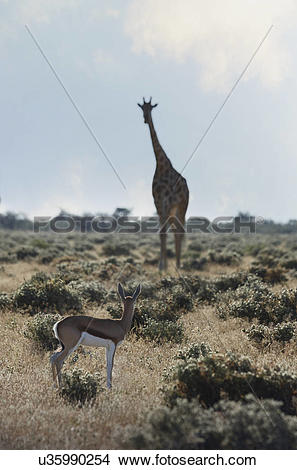 Stock Photo of Gazelle and giraffe looking at each other, Etosha.