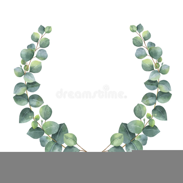 Eucalyptus Leaves Clipart.