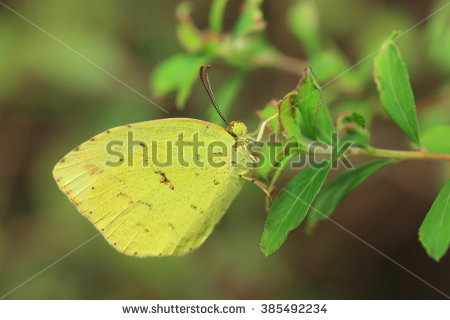 Eurema Banco de imágenes. Fotos y vectores libres de derechos.