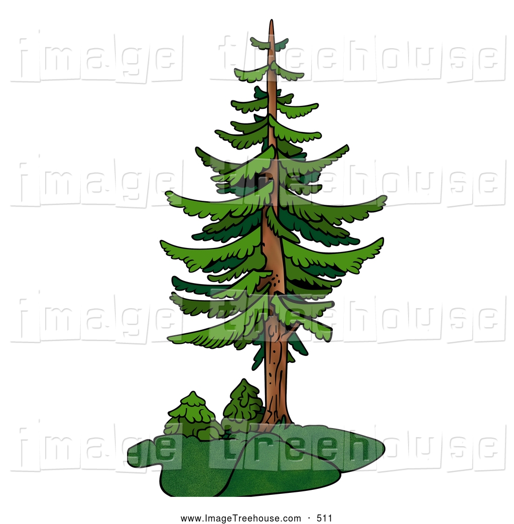 Similiar Evergreen Tree Trunk Clip Art Keywords.